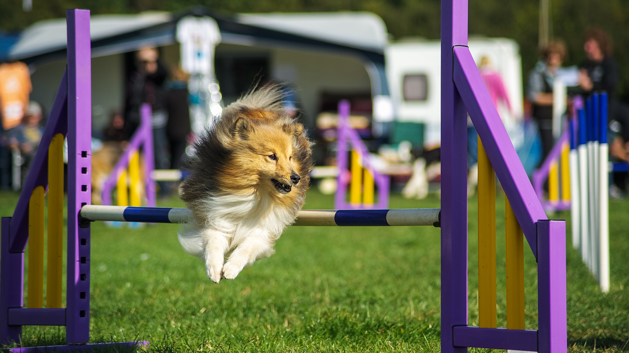 Must-do dog-friendly events | OverSixty