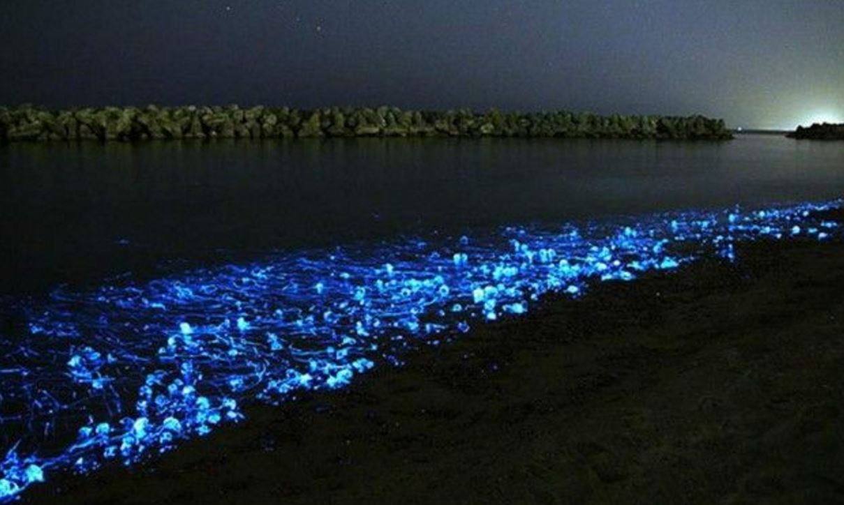 Japan Beach Illuminated By Mysterious Natural Phenomenon 