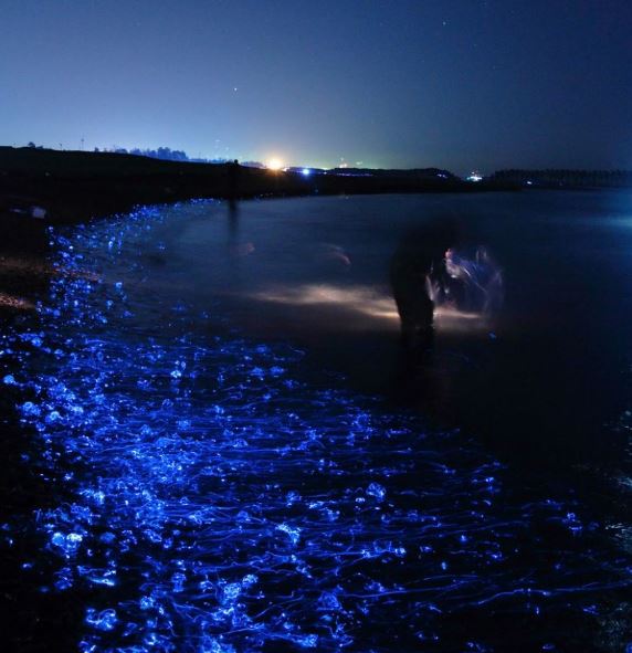 Japan beach illuminated by mysterious natural phenomenon | OverSixty