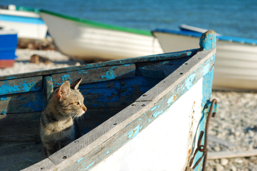 cat jumps to sailboat