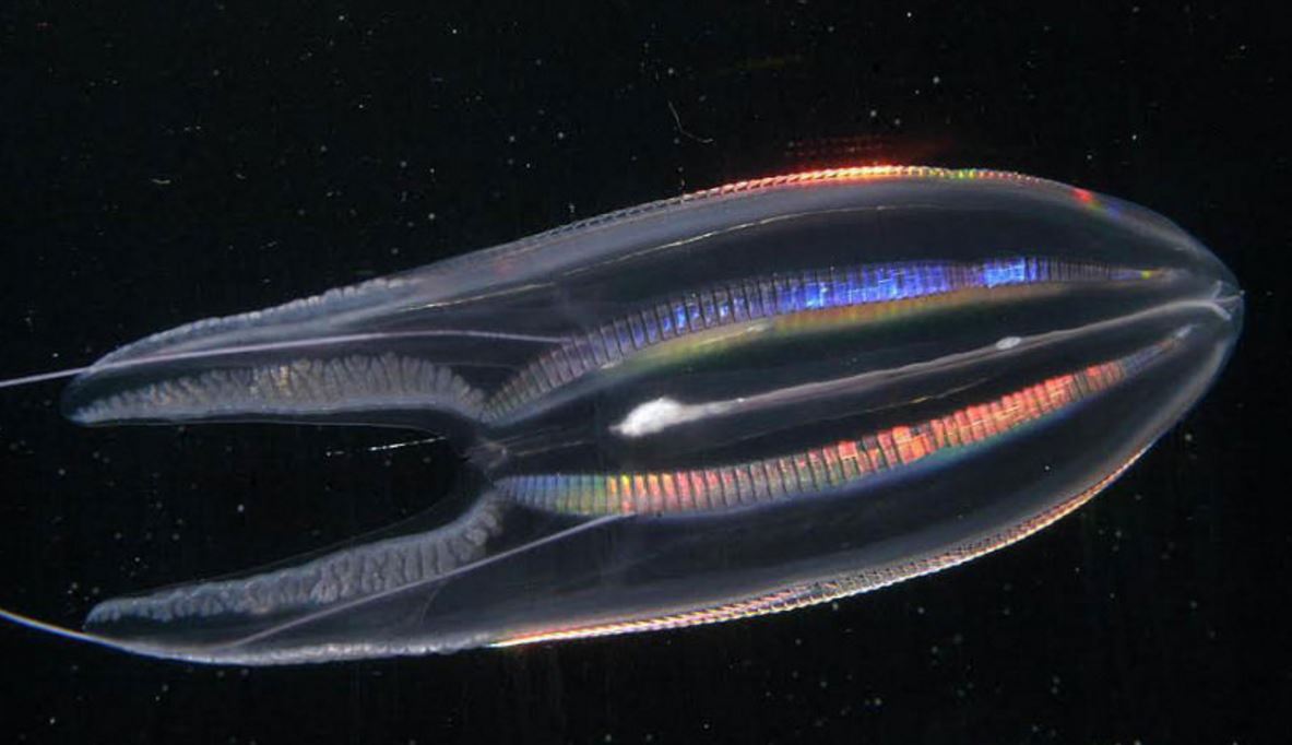 10 incredible photographs of deep sea creatures | OverSixty