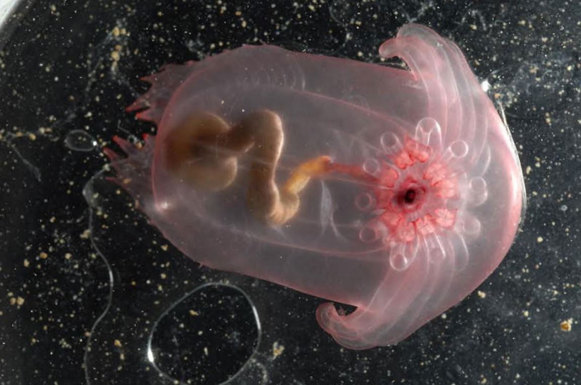 10 Incredible Photographs Of Deep Sea Creatures | OverSixty