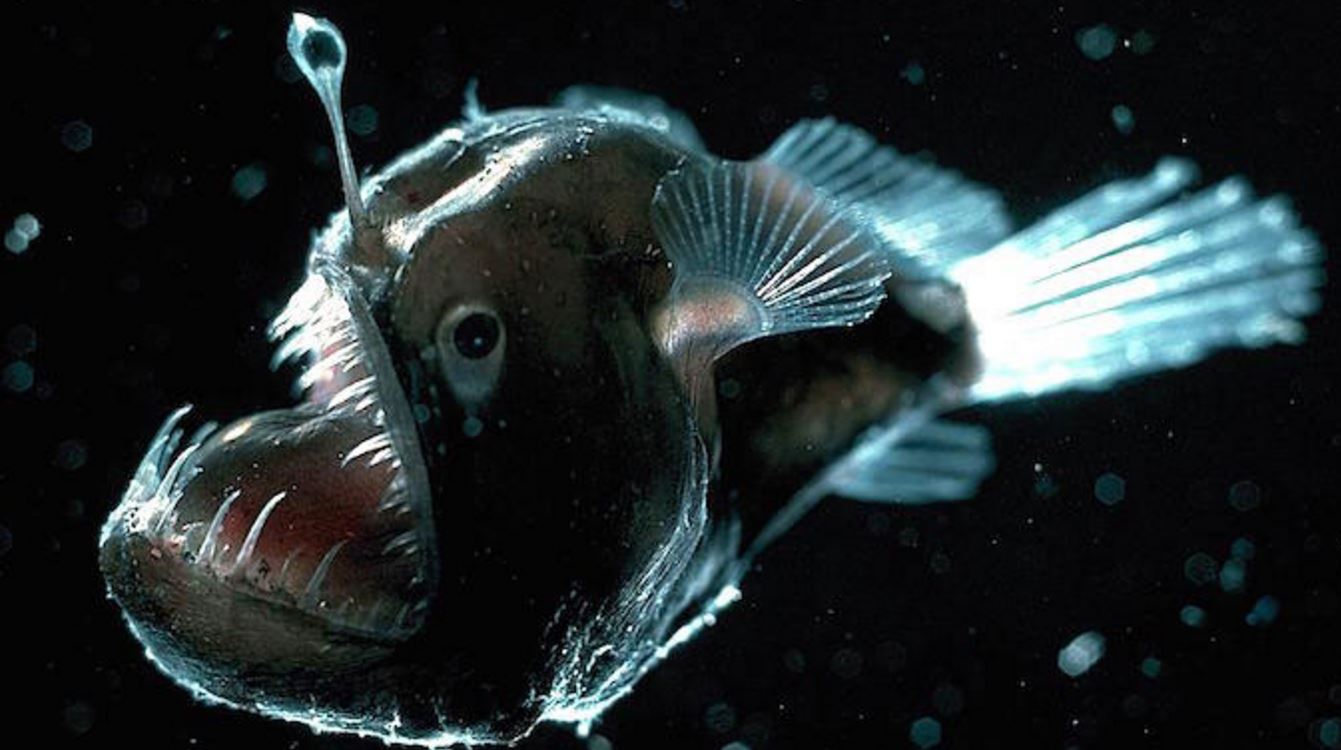 10 Incredible Photographs Of Deep Sea Creatures | OverSixty