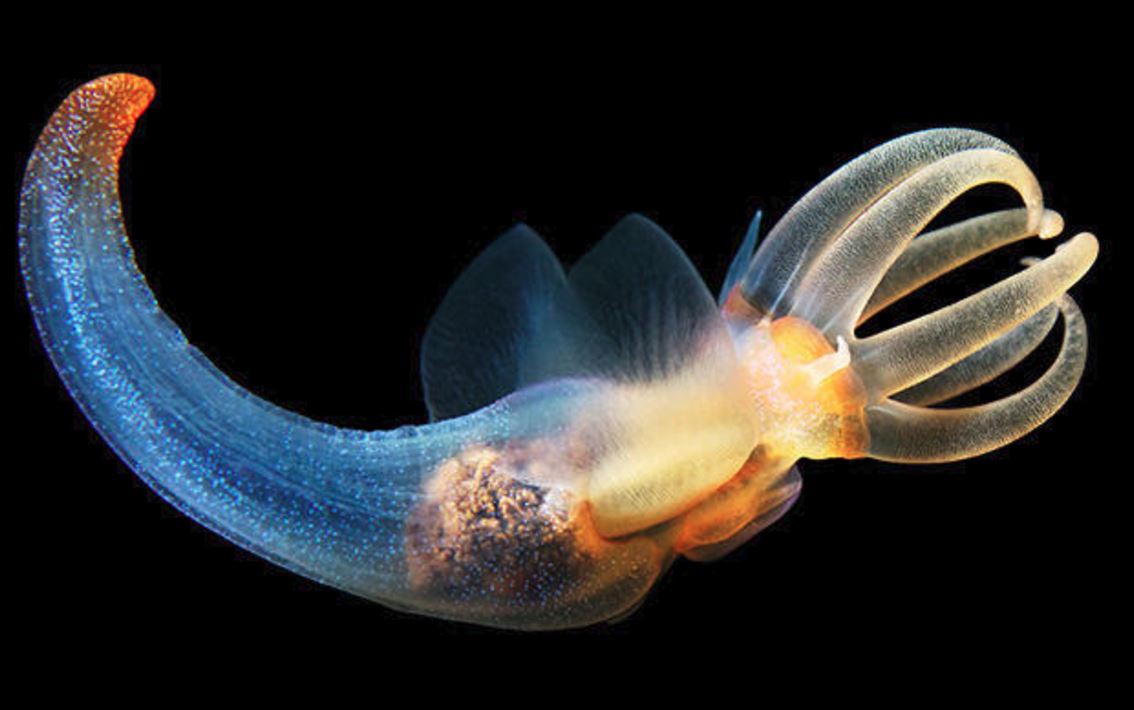 10 incredible photographs of deep sea creatures OverSixty