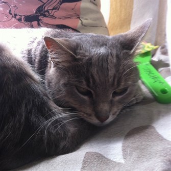 Karen Jones Cat1