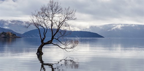 The story behind that Wanaka Tree | OverSixty