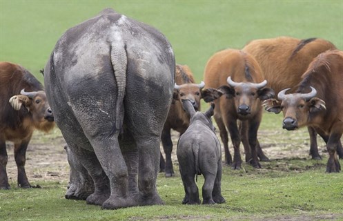 This baby rhino is meeting the other animals at the zoo | OverSixty
