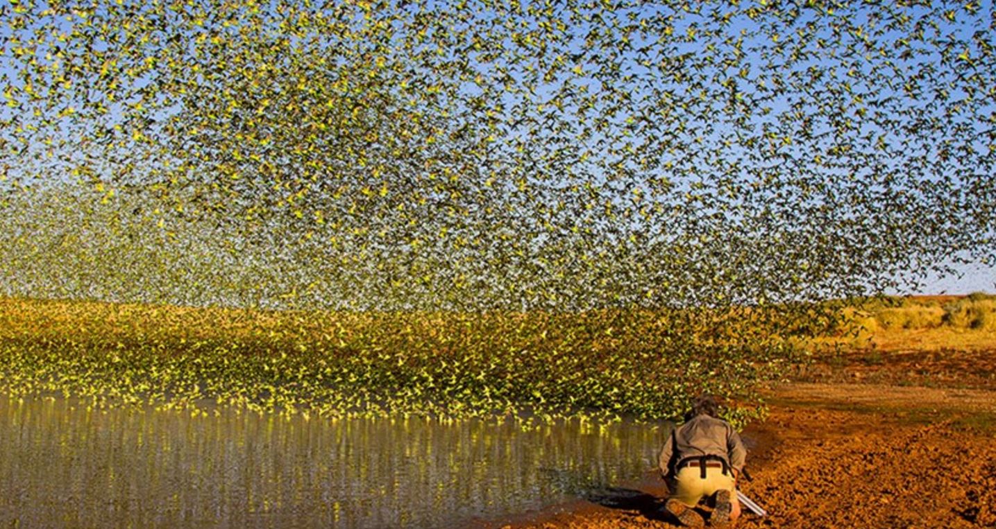 Стая волнистых попугаев в Австралии