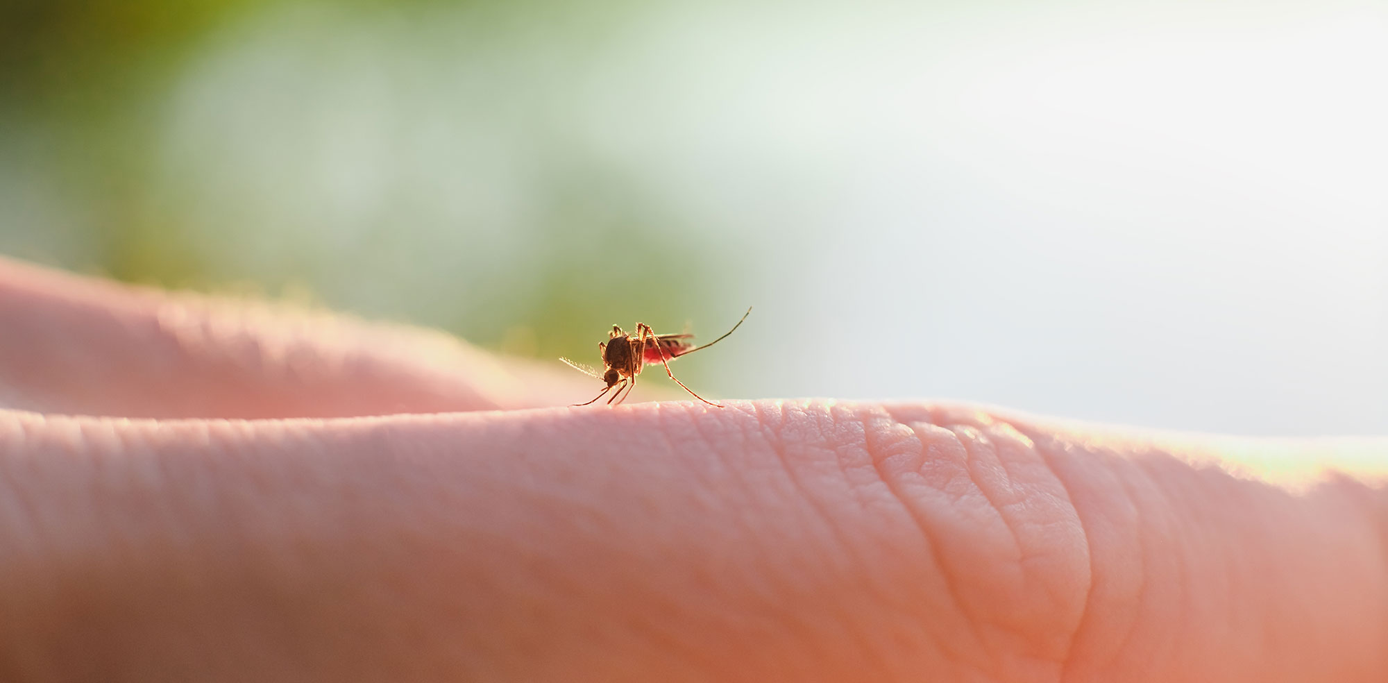 How To Treat Itchy Insect Bites