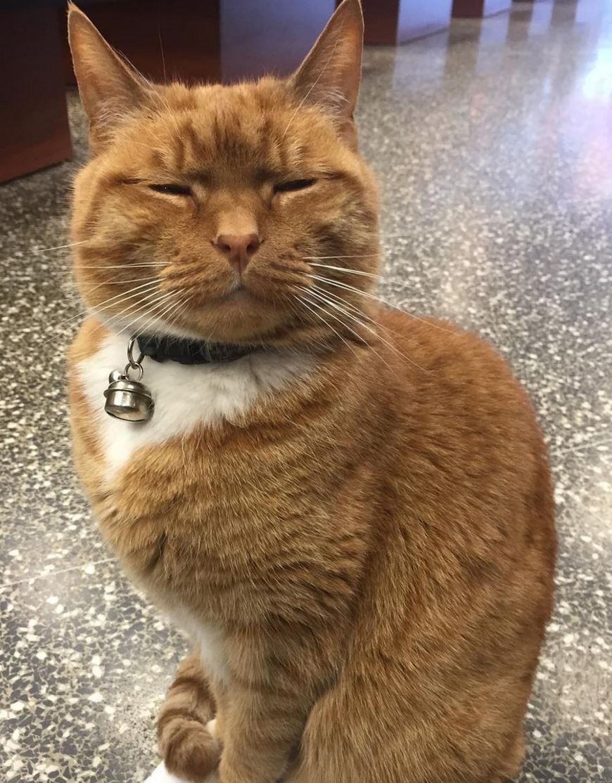 Ginger cat spends nine years running a store without day off | OverSixty