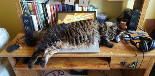 15 pictures that prove cats will sleep anywhere