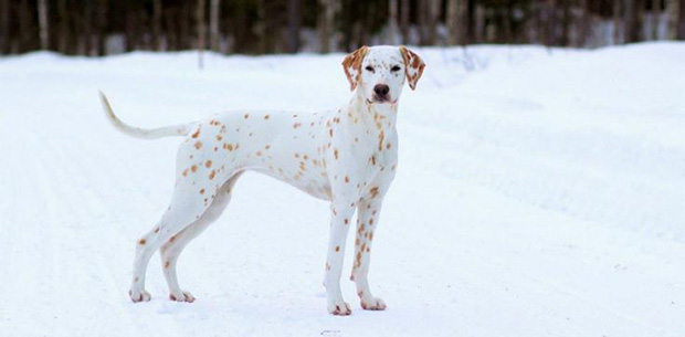 15 pets with beautifully unique coat markings