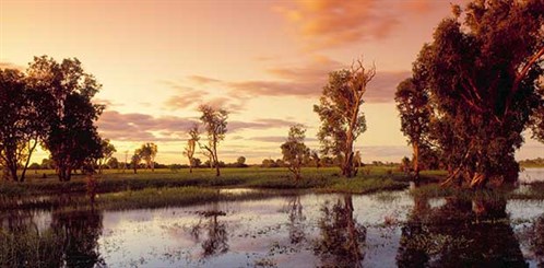 kakadu