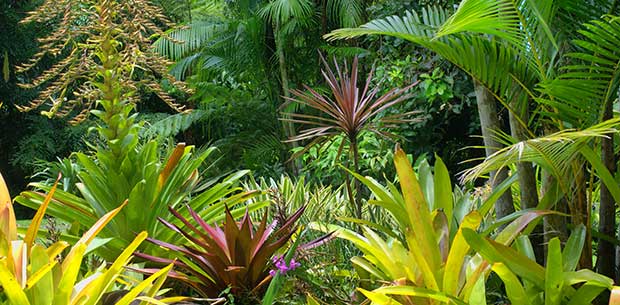 How to grow tropical plants | OverSixty