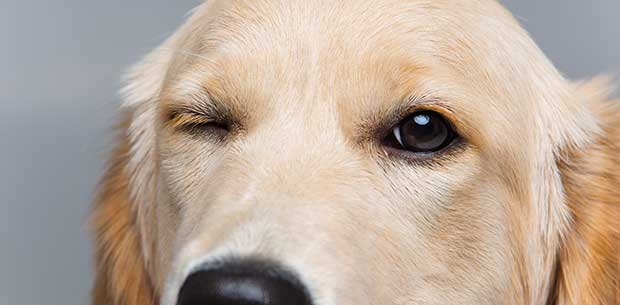 Why do pets wink at us? | OverSixty