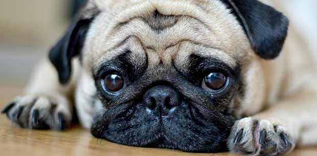 Vets urge animal lovers to avoid this breed of dog