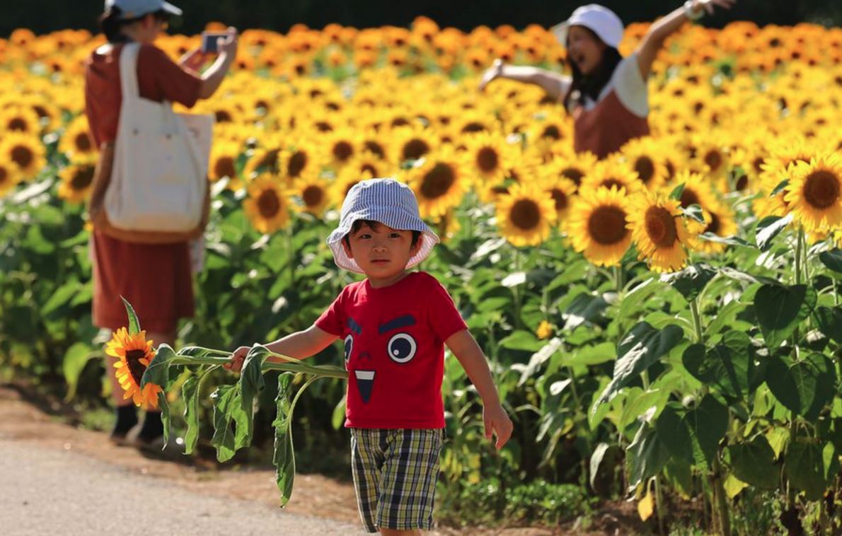 Japan’s sunflower festival is in full bloom | OverSixty