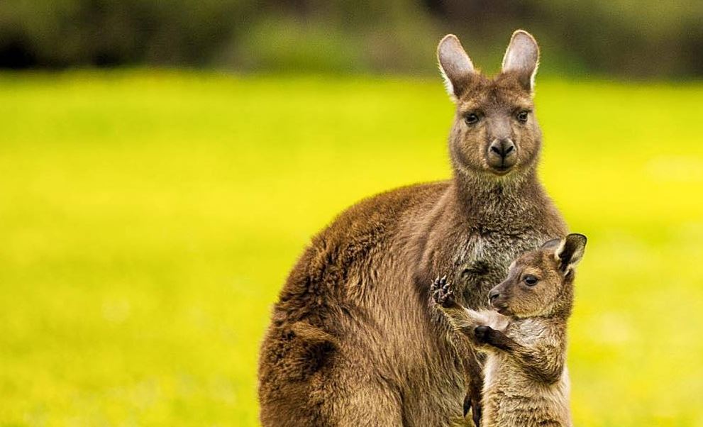 10 best photos of Aussie wildlife from 2016 | OverSixty