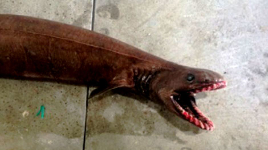 Unsightly prehistoric shark found in south-eastern Australia