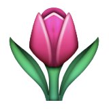 Tulip