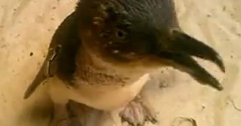 Phillip Island’s 21-year-old penguin recovering well from life-saving surgery
