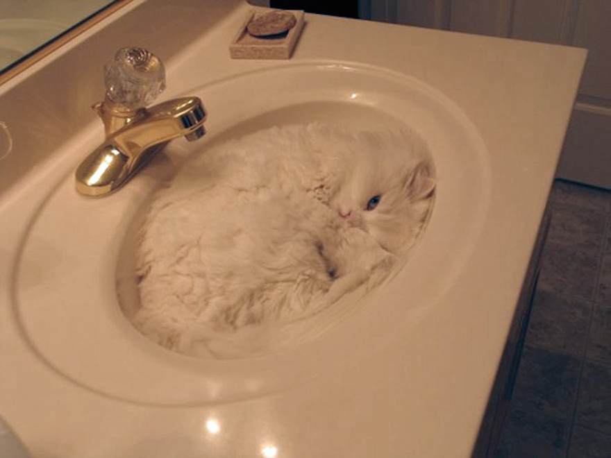 Ninja cats show off their skills