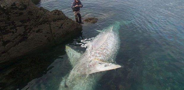 Enormous shark washes up on shores of England | OverSixty