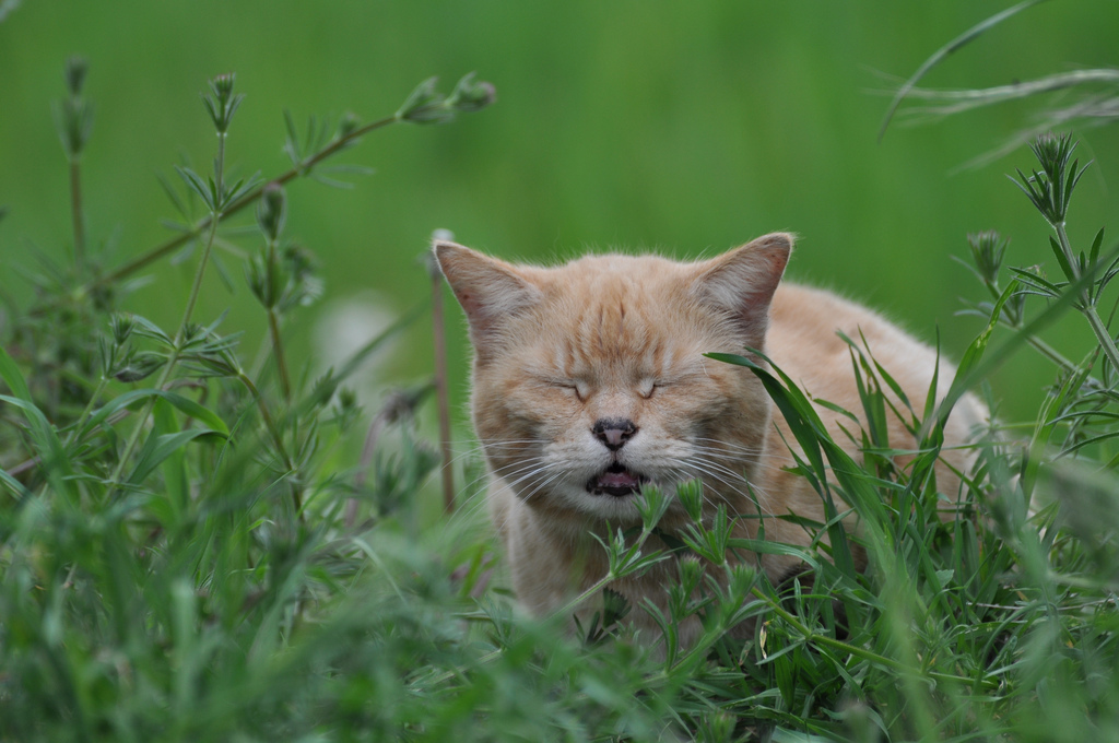 6 cats caught mid-sneeze to make you laugh
