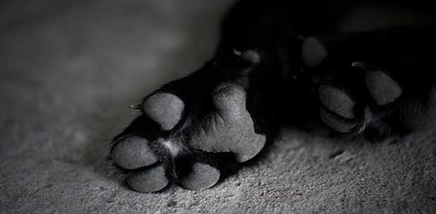 Why losing a dog can be harder than losing a loved one