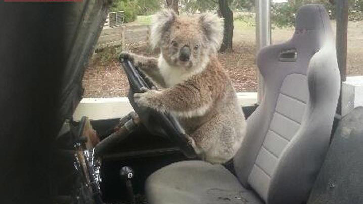 Schoolboy finds a koala trying to drive a car