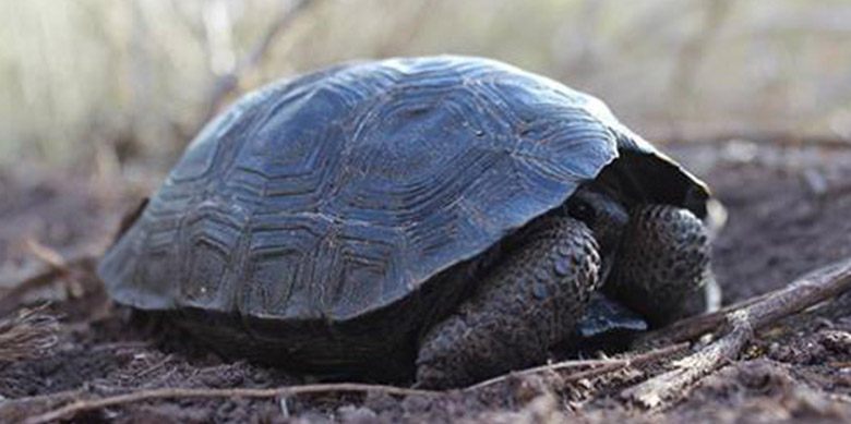 Tortoises born on Galapagos island for the first time in a century