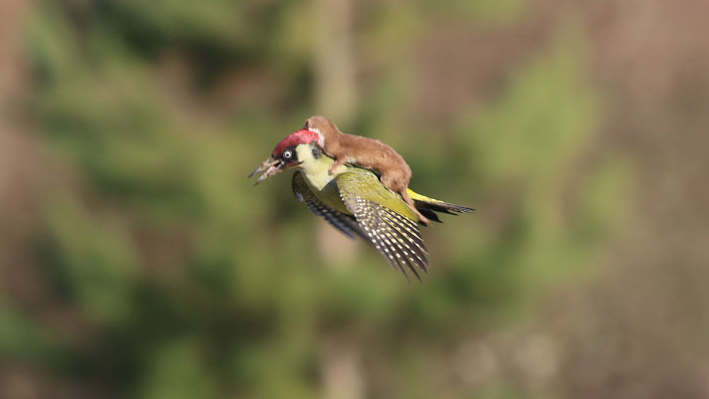 Baby weasel hitches a ride from a woodpecker