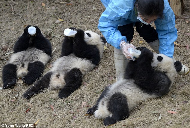 Wonderful images of baby pandas drinking milk from bottles