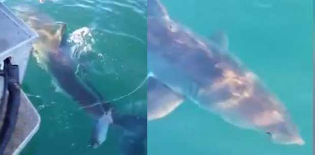 Fisherman films great white shark biting boat | OverSixty