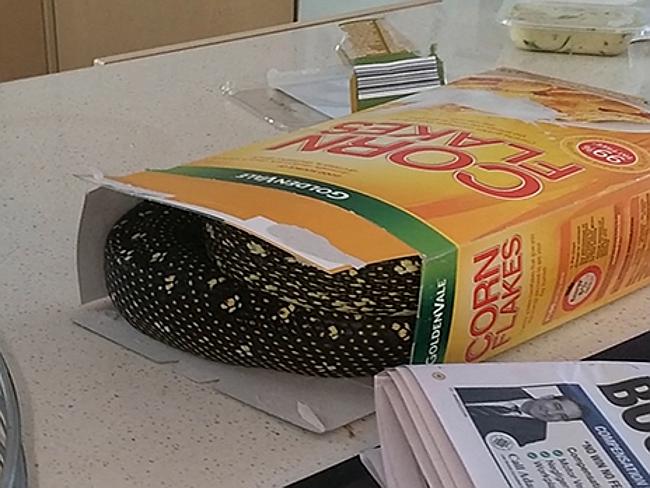 Man finds 2 metre python in his Corn Flakes box