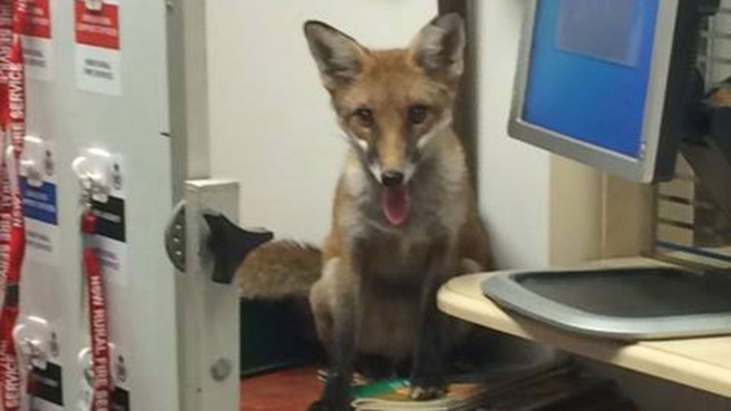 Fox caught sneaking around Fire Control Centre in Narrabri