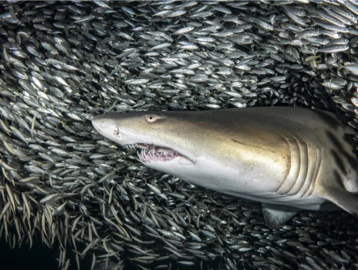 feed and grow fish how to unlock great white shark