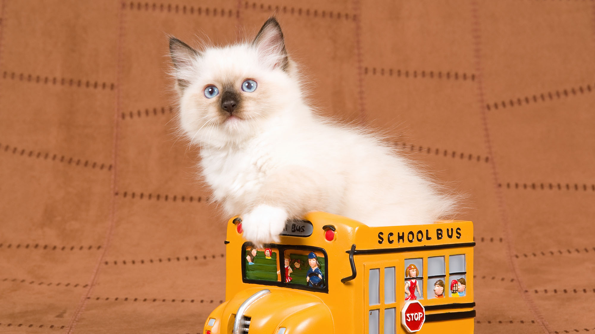 Should we allow pets on public transport?