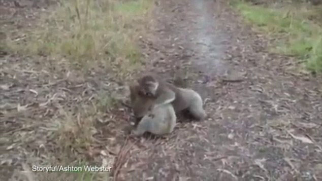 Koalas caught in a sumo-wrestling match