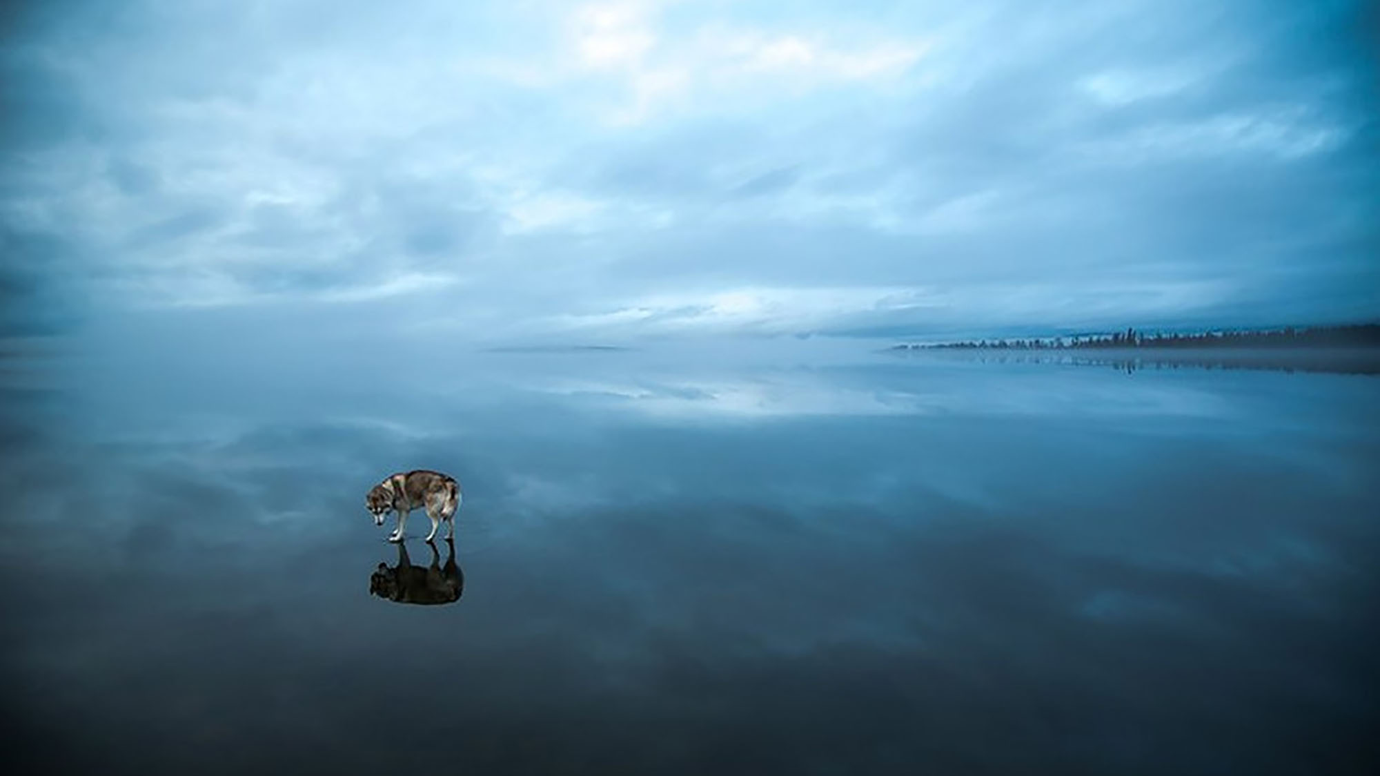 Magical pictures of Siberian huskies walking on a frozen lake