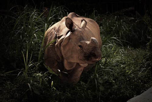 The Indian Rhino Is An Endangered Species Hunted For His Horn.