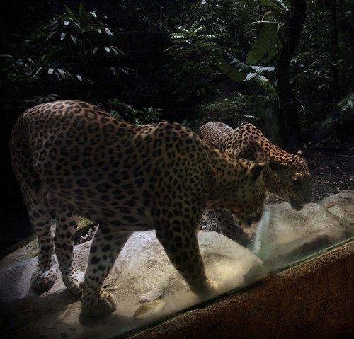 The Leopard Viewing Gallery At Night Safari.
