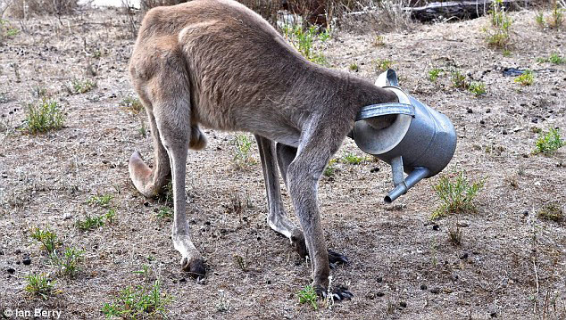 Thirsty kangaroo got his head stuck in a watering can