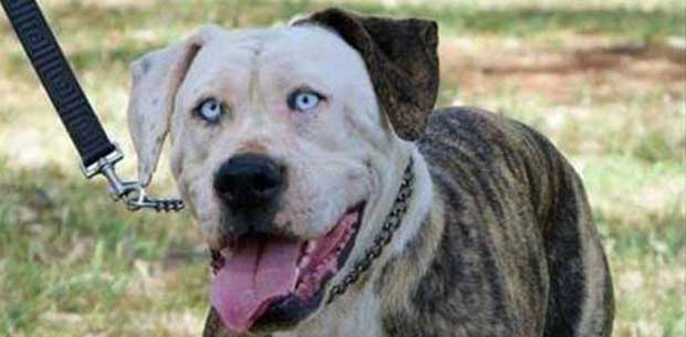 Adorable deaf dog wows with tricks