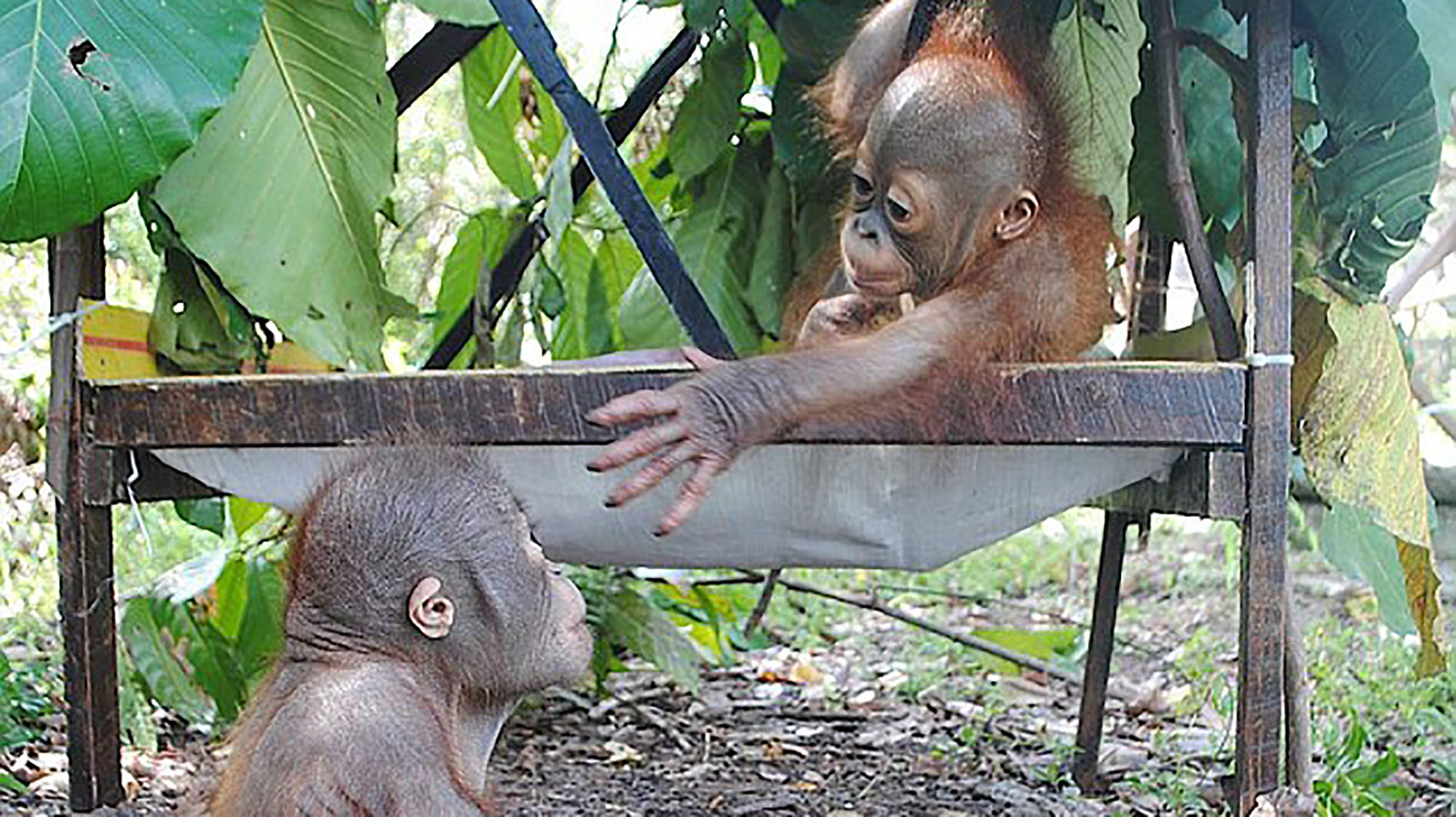 The adorable moment two baby orangutans meet after being rescued