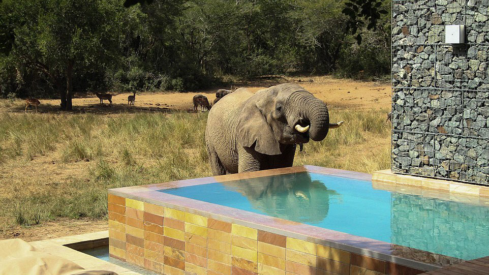 More than 60 elephants stop at hotel pool for a drink | OverSixty