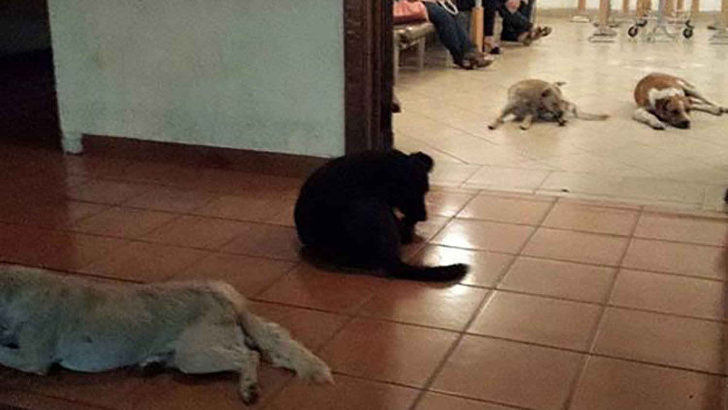Stray dogs turn up at the funeral of woman who fed them
