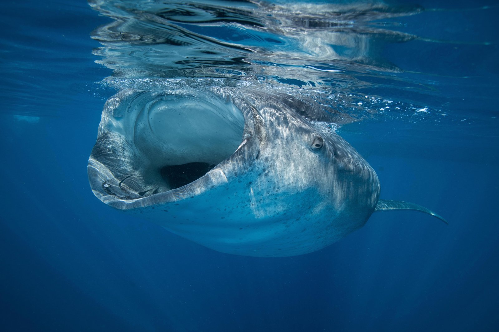 10 underwater photos that show the wonder of the ocean | OverSixty