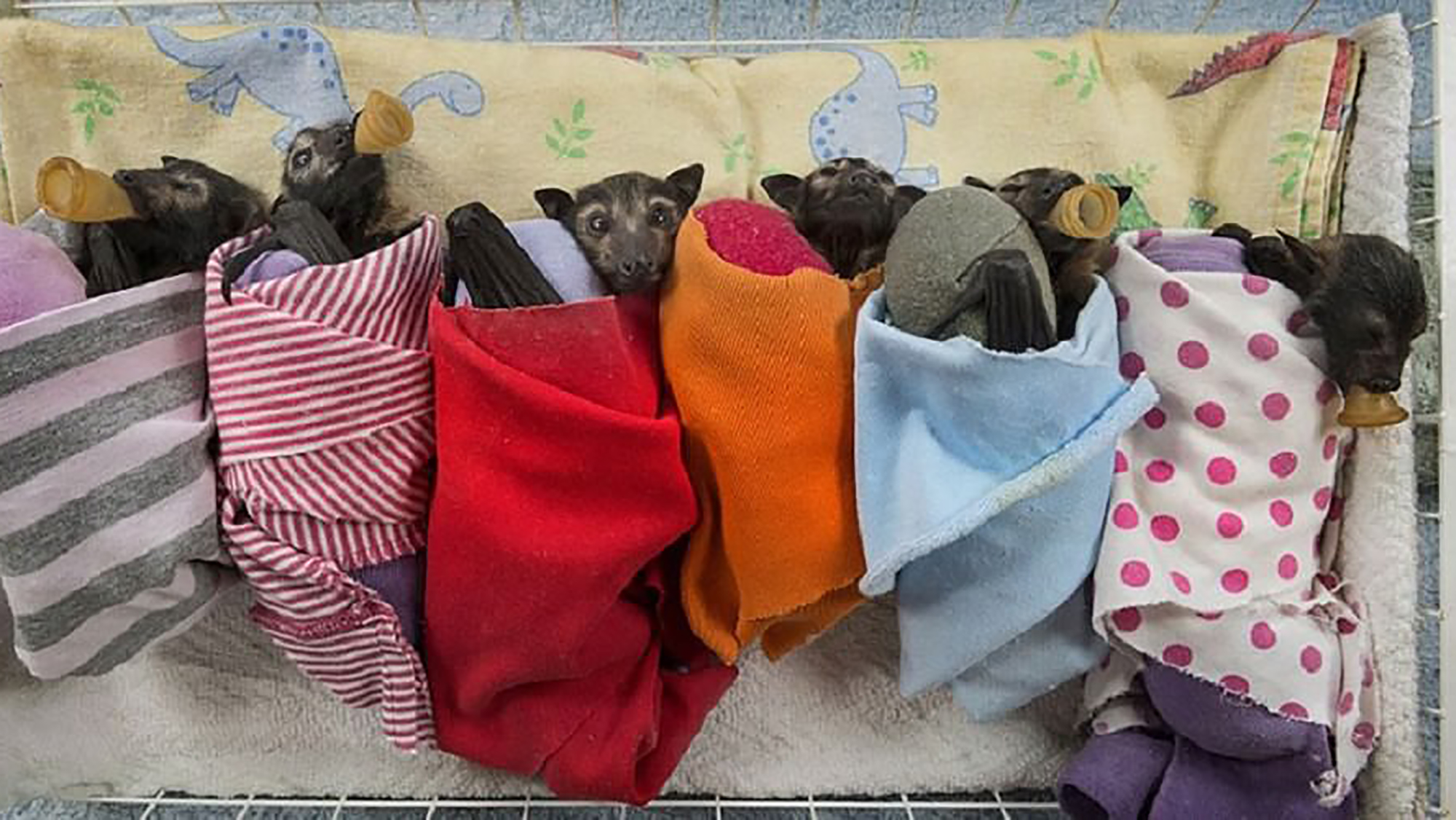 Adorable pictures from the hospital that takes care of abandoned baby bats