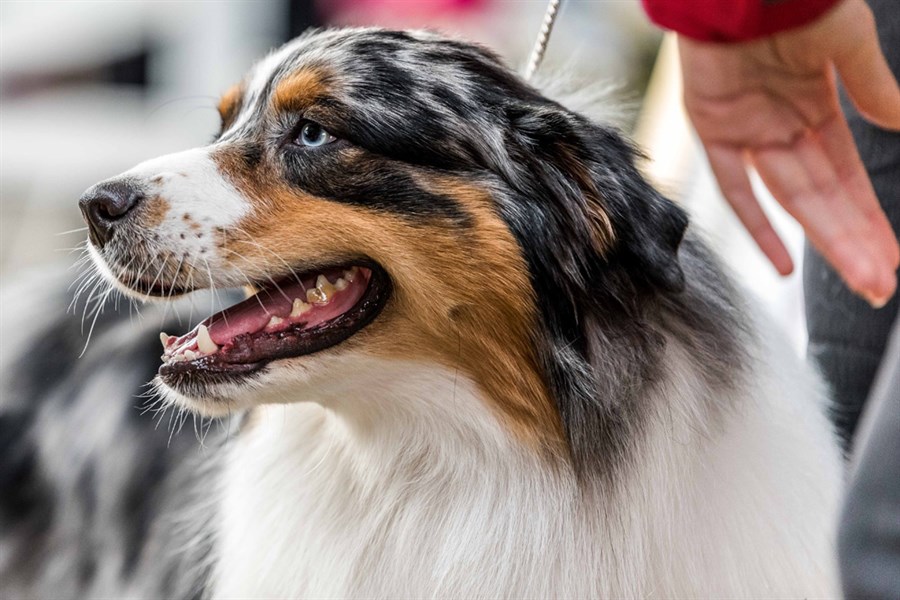 Top dog at Sydney Royal Dog Show revealed OverSixty